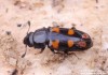 lesknáček čtyřskvrnný (Brouci), Glischrochilus quadripunctatus (Coleoptera)